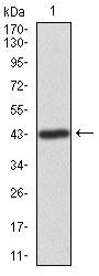 ILK Antibody in Western Blot (WB)