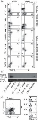 CD8 Antibody in Flow Cytometry (Flow)