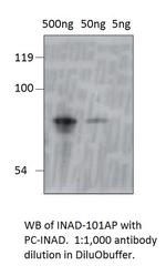 inaD Antibody in Western Blot (WB)