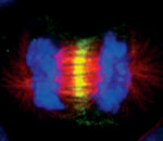 INCENP Antibody in Immunocytochemistry (ICC/IF)