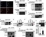 INCENP Antibody in Western Blot (WB)