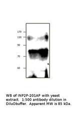 Inp2p Antibody in Western Blot (WB)