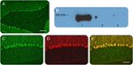 IP3 Receptor 1 Antibody in Western Blot, Immunohistochemistry (Frozen) (WB, IHC (F))