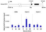 IRAK1 Antibody in ChIP Assay (ChIP)