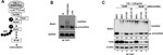 IRAK1 Antibody in Western Blot (WB)