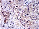 IRAK4 Antibody in Immunohistochemistry (Paraffin) (IHC (P))