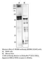 IRF8 Antibody in Western Blot (WB)