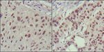 ISL1 Antibody in Immunohistochemistry (Paraffin) (IHC (P))