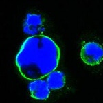 ISL1 Antibody in Immunocytochemistry (ICC/IF)