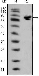 ISL1 Antibody in Western Blot (WB)