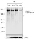 Human IgG Fc Secondary Antibody in Western Blot (WB)