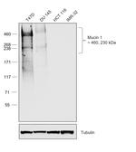 Human IgG Fc Secondary Antibody in Western Blot (WB)