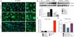 Claudin 1 Antibody in Immunocytochemistry (ICC/IF)