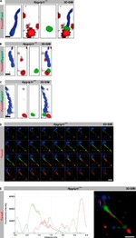 PSMA5 Antibody in Immunocytochemistry (ICC/IF)