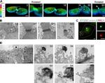 PRC1 Antibody in Immunocytochemistry (ICC/IF)