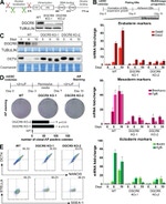 SSEA1 Antibody in Flow Cytometry (Flow)