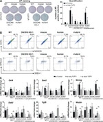 SSEA1 Antibody in Flow Cytometry (Flow)