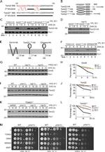 Porin Antibody in Western Blot (WB)