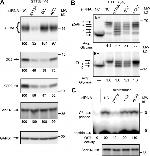 OSTC Antibody in Western Blot (WB)