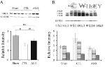 eNOS Antibody in Western Blot (WB)