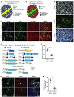 CD34 Antibody in Flow Cytometry (Flow)