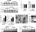 CD81 Antibody in Western Blot (WB)