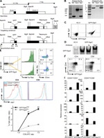 EGR2 Antibody in Flow Cytometry (Flow)