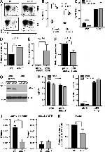 Blimp-1 Antibody in Western Blot (WB)