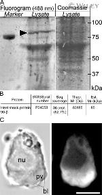 HSP90 beta Antibody in Immunocytochemistry (ICC/IF)