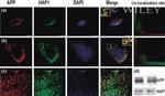 HAP1 Antibody in Western Blot (WB)