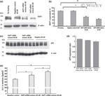 HAP1 Antibody in Western Blot (WB)