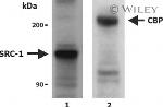 CBP Antibody in Western Blot (WB)