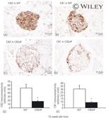 CNR2 Antibody in Immunohistochemistry (Paraffin) (IHC (P))