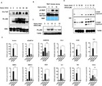 Phospho-JNK1/JNK2 (Thr183, Tyr185) Antibody in Western Blot (WB)