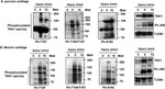 Phospho-JNK1/JNK2 (Thr183, Tyr185) Antibody in Western Blot (WB)