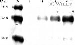 Myc Tag Antibody in Western Blot (WB)