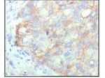 KARS Antibody in Immunohistochemistry (Paraffin) (IHC (P))