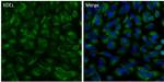 KDEL Antibody in Immunocytochemistry (ICC/IF)