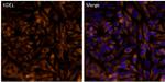 KDEL Antibody in Immunocytochemistry (ICC/IF)