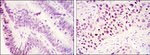 JMJD1A Antibody in Immunohistochemistry (Paraffin) (IHC (P))