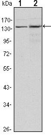 JMJD1A Antibody in Western Blot (WB)