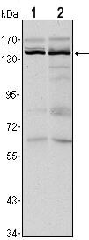 JMJD1A Antibody in Western Blot (WB)