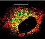 ECM29 Antibody in Immunocytochemistry (ICC/IF)