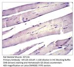 KIF13A Antibody in Immunohistochemistry (IHC)