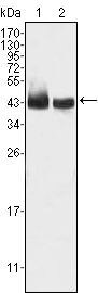 KLF15 Antibody in Western Blot (WB)