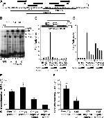 KLF3 Antibody in ChIP Assay, Gel Shift (ChIP, GS)