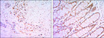 KLF4 Antibody in Immunohistochemistry (Paraffin) (IHC (P))