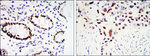 KLF4 Antibody in Immunohistochemistry (Paraffin) (IHC (P))