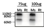 KLHL1 Antibody in Western Blot (WB)