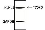 KLHL1 Antibody in Western Blot (WB)